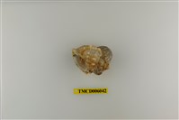 藏品(珠粒真寄居蟹)的圖片